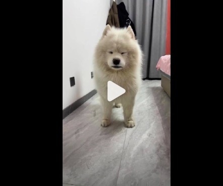 就寝不及连狗齐会显老